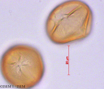 ISEM 1/Hesperomeles_ferruginea_29124/Hesperomeles_ferruginea_29124_0001(copy)_thumb.jpg